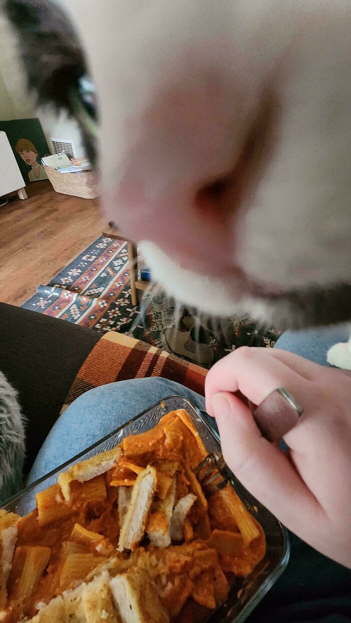 Close-up of a curious cat interrupting while owner eats pasta, showcasing typical cat owner funny moments behaving like jerks.