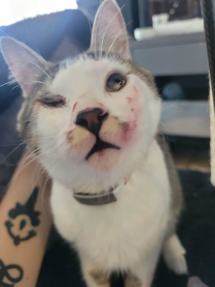 Close-up of a cat with scratches on its face caught behaving like a jerk by its owner indoors.