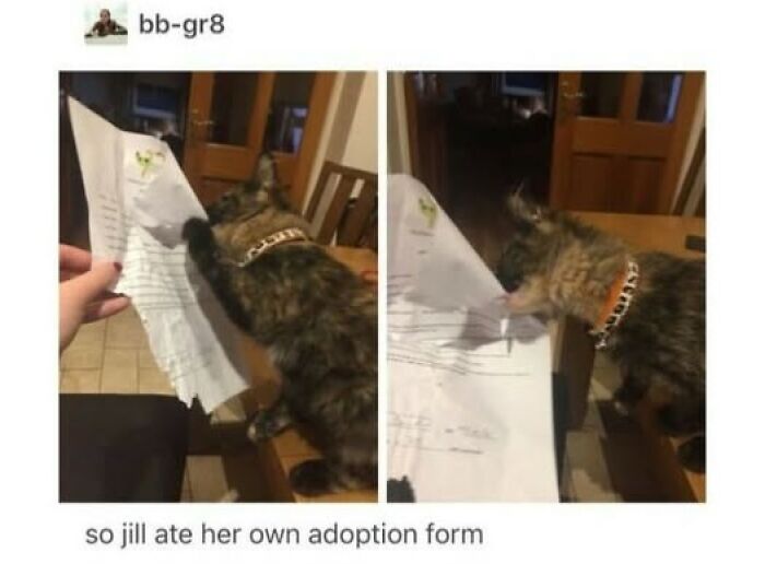 Cat behaving like a jerk by chewing and tearing up an adoption form on a kitchen table.