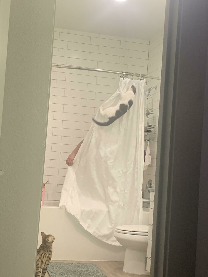 Cat owners caught their pets behaving like jerks as one cat climbs the shower curtain while another watches from the floor.