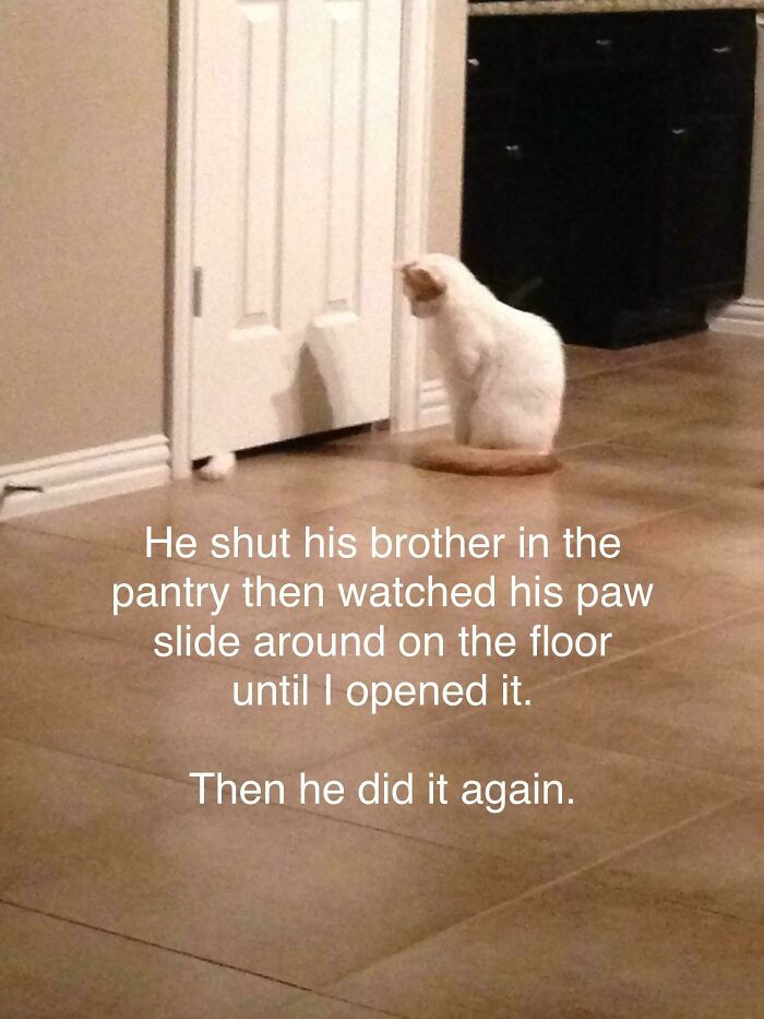 White cat sitting by a pantry door with a paw stuck underneath, showing typical cat owners caught pet behavior.