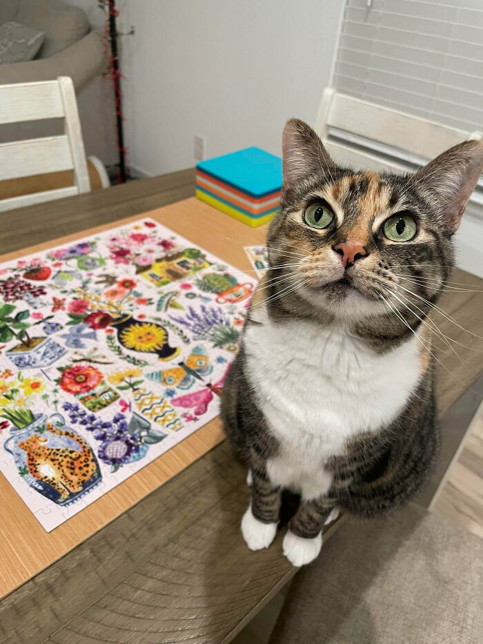 Tabby cat with green eyes sitting on a table next to colorful floral puzzle pieces, highlighting cats and braincell humor.