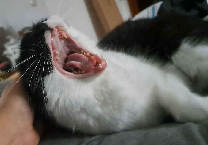 Black and white cat yawning widely, showing teeth and tongue, highlighting the playful and silly side of cats.