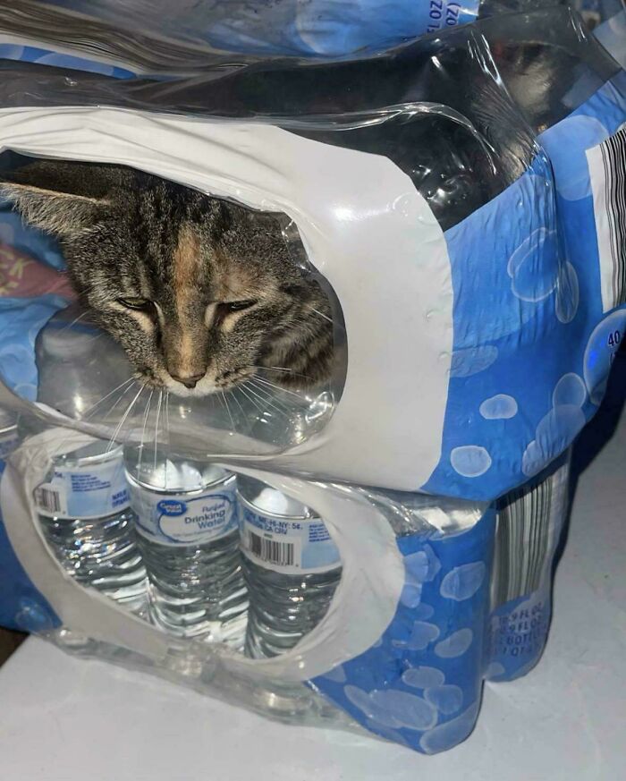 Tabby cat stuck inside a plastic water bottle pack, humorously showing the last braincell moment from 50 cats.