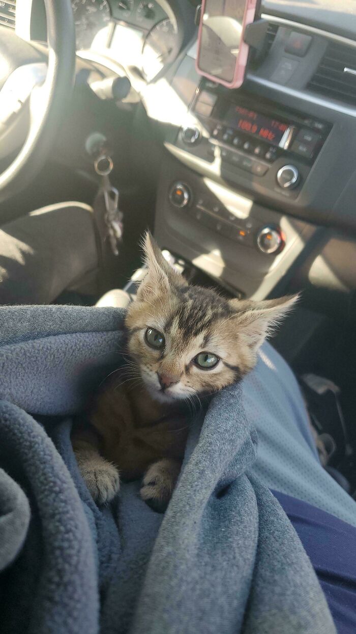 Tabby kitten wrapped in a blanket sitting inside a car, showcasing one of the 50 cats with the last braincell taken by the Grinch.