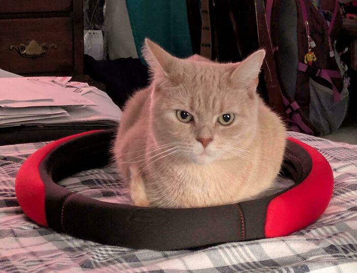 Light orange cat sitting inside a red and black steering wheel cover, showcasing cats with the last braincell humor theme.
