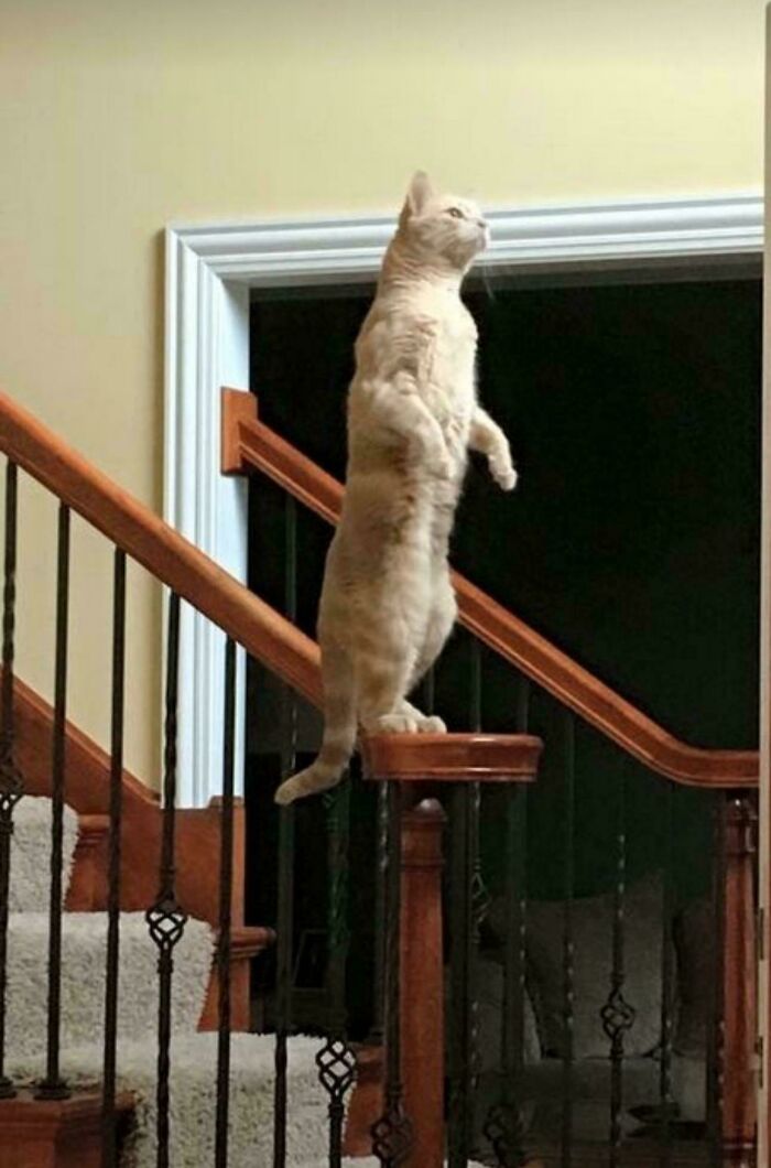 Cat standing upright on a stair railing post inside a home, humorously capturing the braincell moment with 50 cats theme.