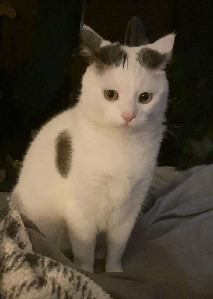 White cat with dark spots sitting on a blanket, looking attentively with wide eyes in a dimly lit room.