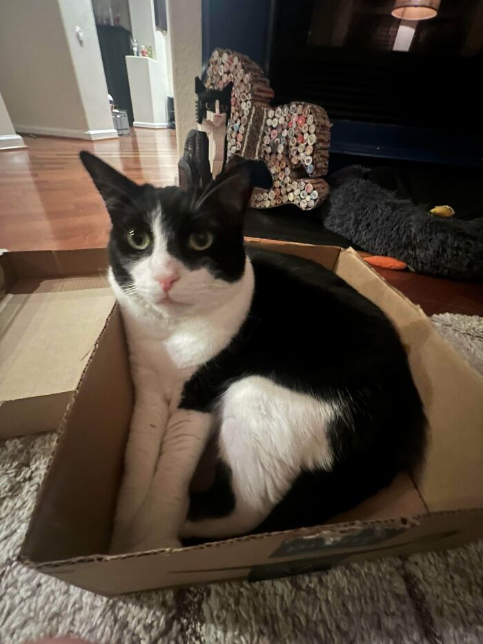 Black and white cat sitting inside a cardboard box with a cat-shaped art piece in the background.