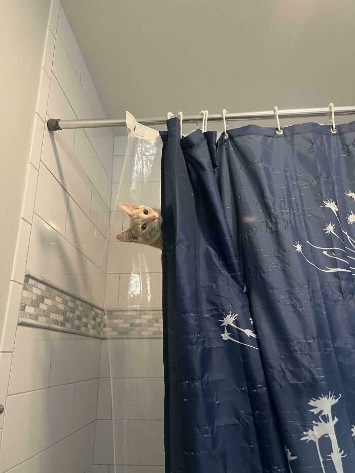 Orange cat peeking from behind a shower curtain in a tiled bathroom, showcasing curious cat behavior.
