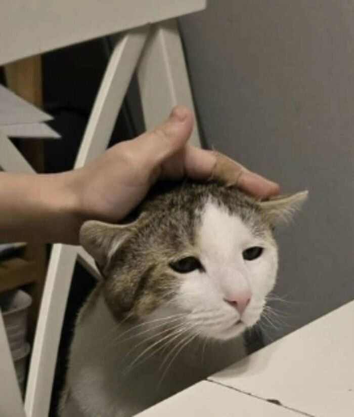 Cat with a blank expression being petted on the head, showing the Grinch stole the last braincell humorously.