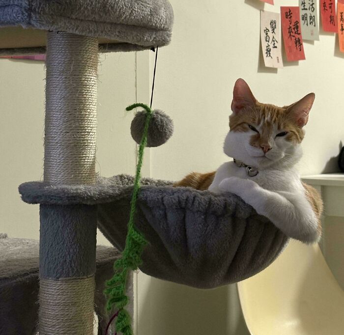 Orange and white cat lounging in a cozy hammock on a cat tree, embodying the Grinch stole the last braincell humor.