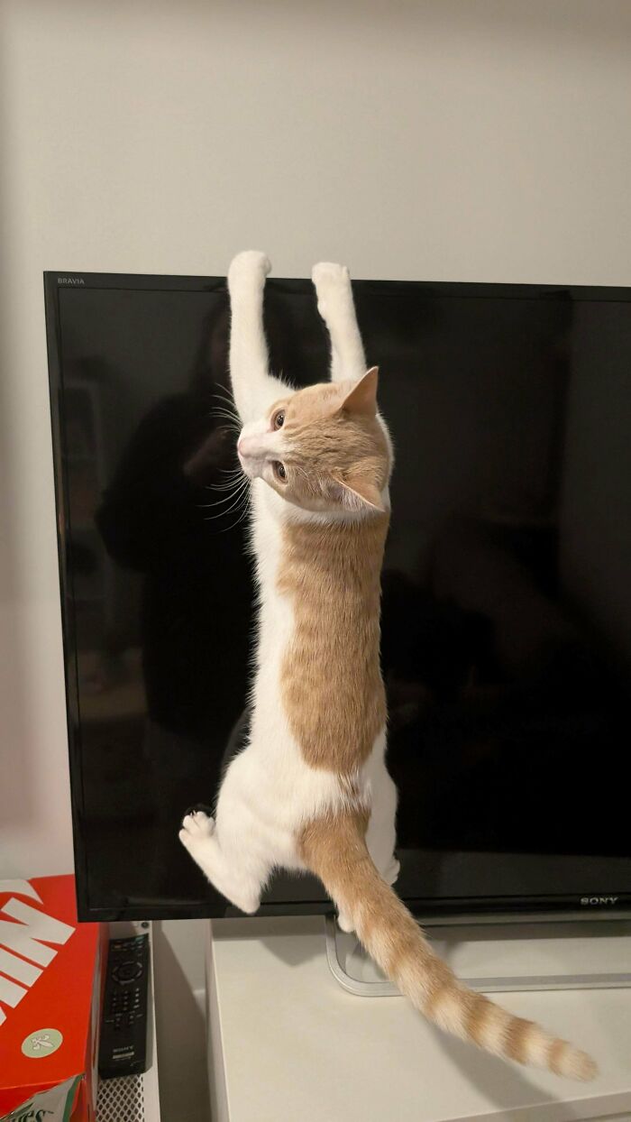 Cat hanging from the edge of a TV screen, showcasing playful behavior and mischievous charm typical of cats.
