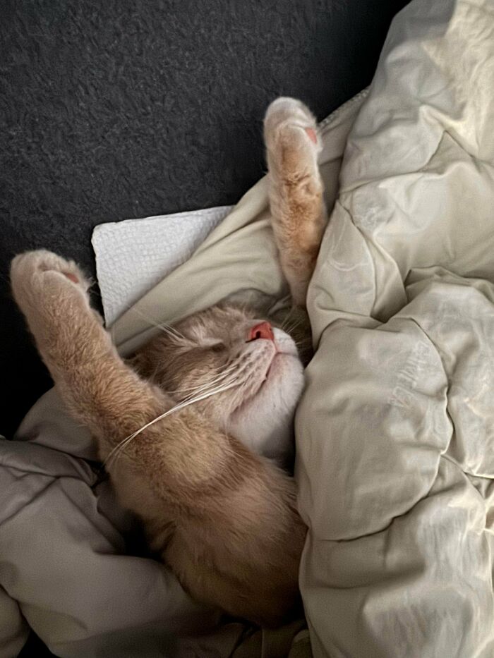 Sleepy cat stretching under blanket, showing relaxed and cozy behavior in a peaceful home setting.