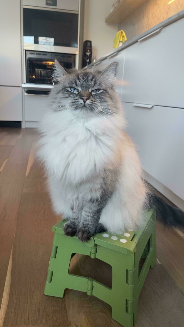 Fluffy cat with a grumpy expression sitting on a small green stool in a modern kitchen setting.