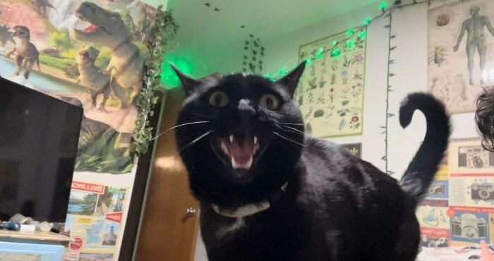 Black cat with wide eyes and open mouth in a decorated room, showing playful and silly behavior typical of cats.