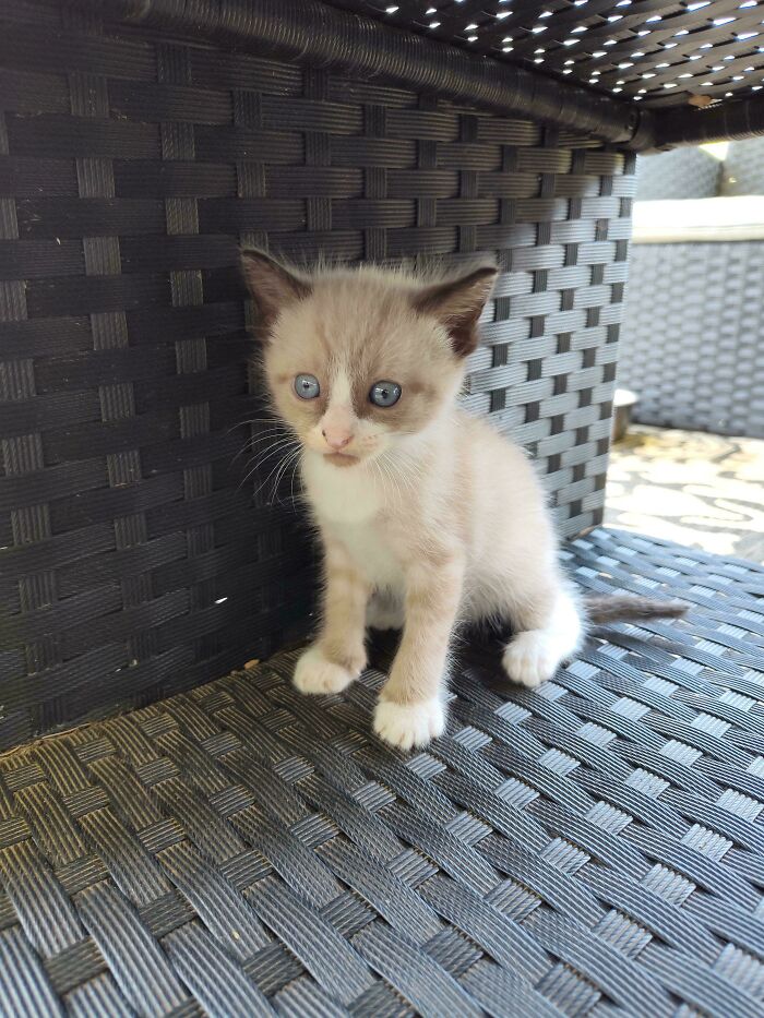 Small kitten with blue eyes sitting on woven outdoor chair, captured in a cute and playful moment featuring cats.