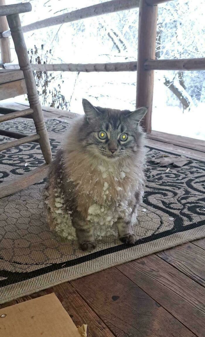 Fluffy cat sitting on a porch rug covered in snow clumps with a snowy winter landscape in the background.