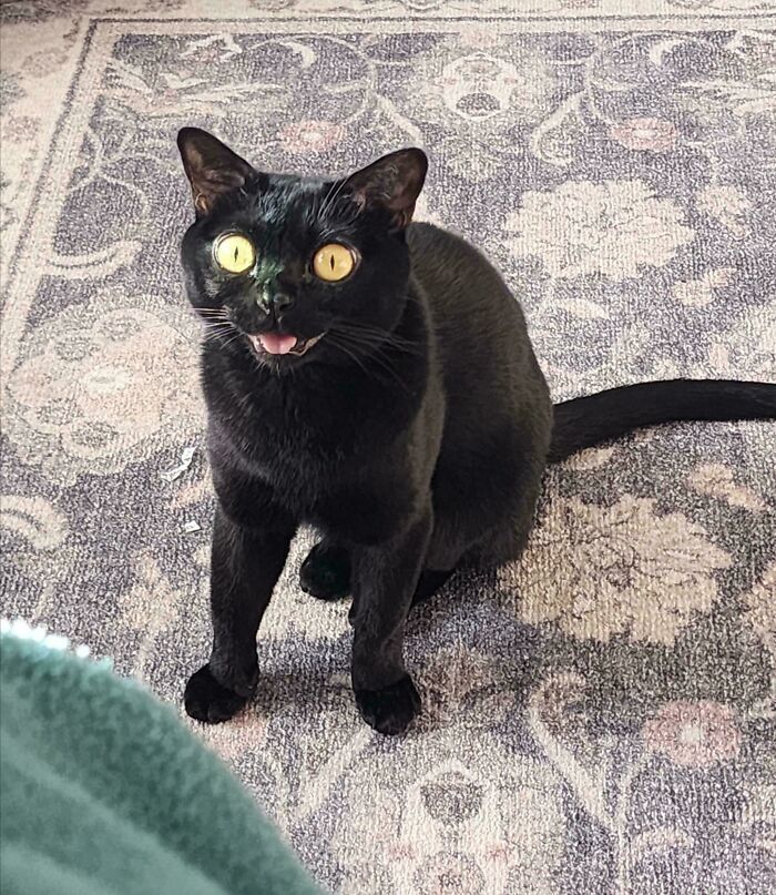 Black cat with wide yellow eyes sitting on a patterned carpet, showing a playful and mischievous expression.