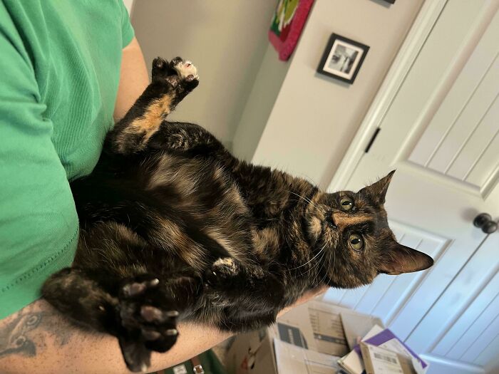 Tortoiseshell cat lounging in a person's arms, showcasing the quirky charm of cats with playful expressions.
