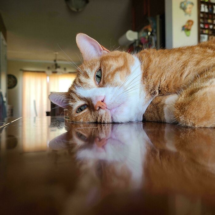 Orange and white cat lying on a reflective wooden surface, looking relaxed and sleepy in a home setting.