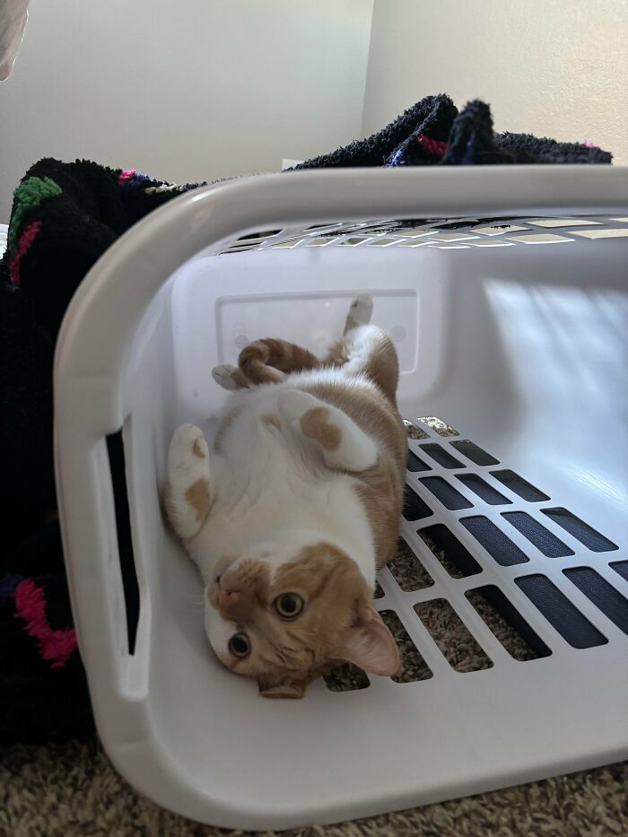Orange and white cat lying playfully inside an overturned laundry basket, showcasing quirky cat behavior and charm.