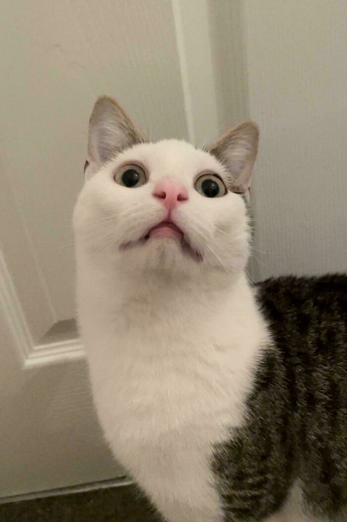 White and tabby cat with wide eyes and surprised expression, embodying humor from The Grinch stole braincell cats.