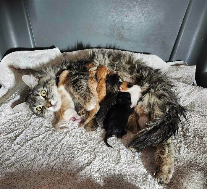 Mother cat lying on a towel with her newborn kittens, showcasing adorable cats in a cozy setting and playful braincell humor.
