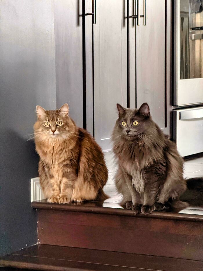 Two fluffy cats sitting side by side on a step, showcasing playful expressions and cozy indoor surroundings.