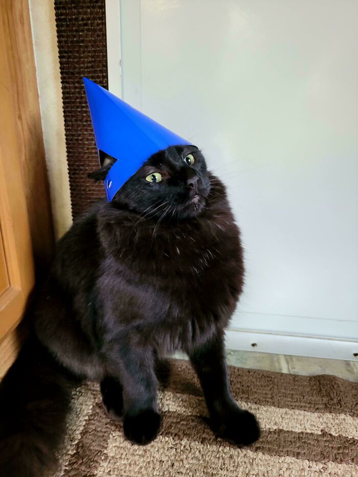 Black cat wearing a blue party hat with a curious expression, fitting the theme of braincell-stealing humor.