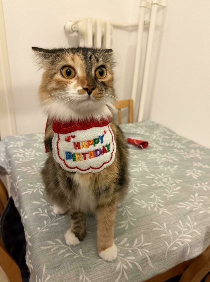 Fluffy cat wearing a happy birthday bib sitting on a table, showing a humorous braincell-stealing Grinch vibe.