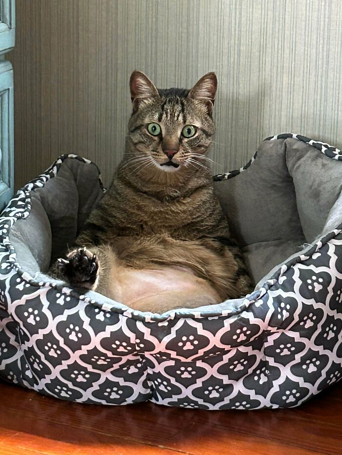 Tabby cat sitting with legs up in a patterned pet bed, showing relaxed and funny cat behavior, braincell humor theme.
