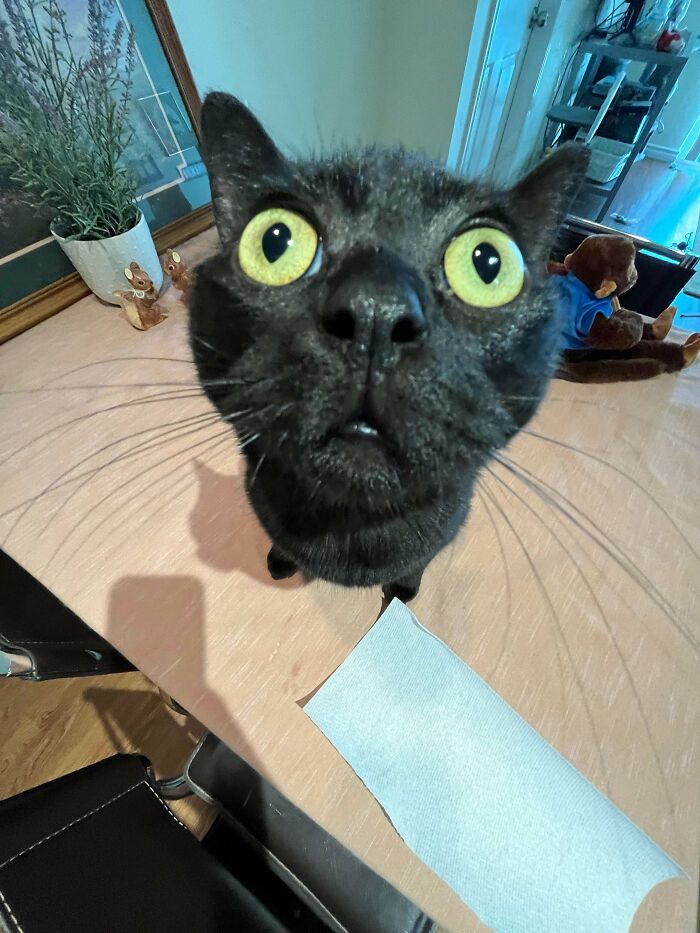 Close-up of a black cat with wide eyes on a table, showcasing humorous and quirky cats with no braincells left.