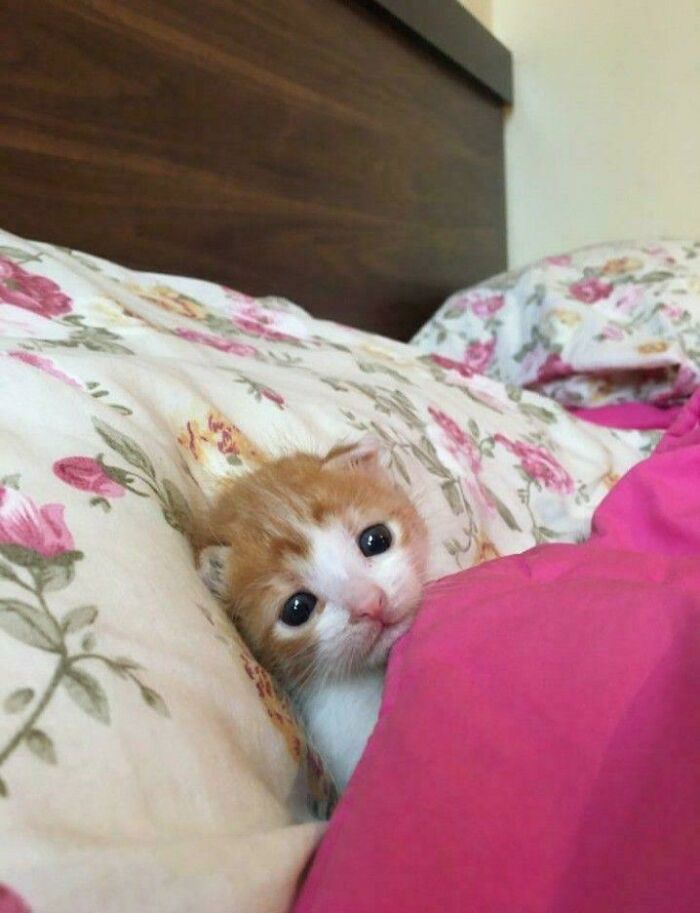 Cute orange and white kitten tucked in bed with floral sheets and a pink blanket, showing sleepy and innocent expression.