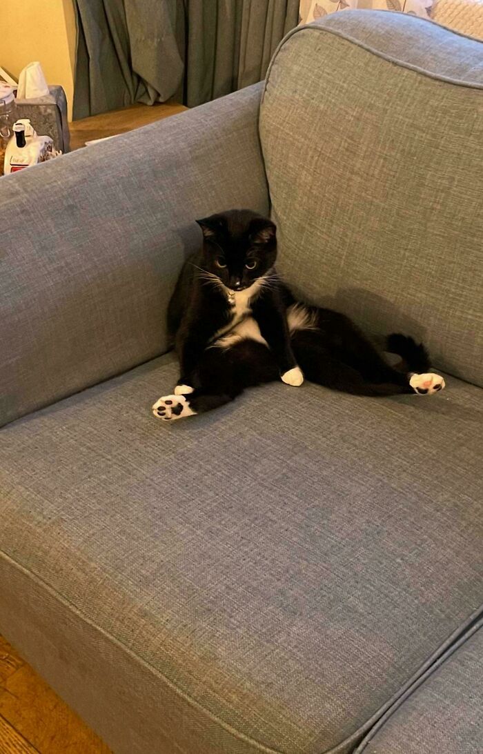 Black and white cat sitting sprawled on a gray couch, looking relaxed and slightly dazed in a cozy living room.