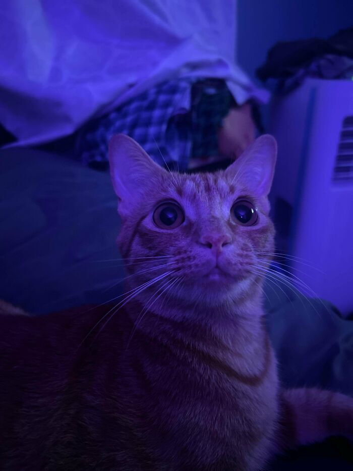 Close-up of a wide-eyed orange tabby cat under purple lighting, capturing the quirky charm of playful cats.