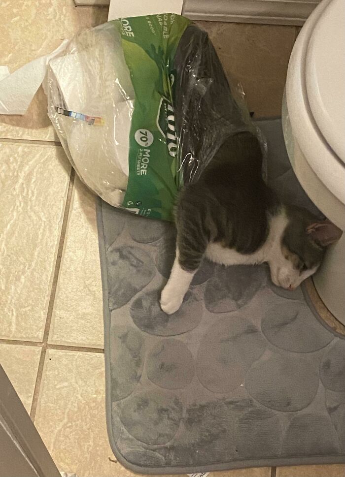Gray and white cat stuck inside a plastic toilet paper pack on a bathroom floor, showing silly cat moments.