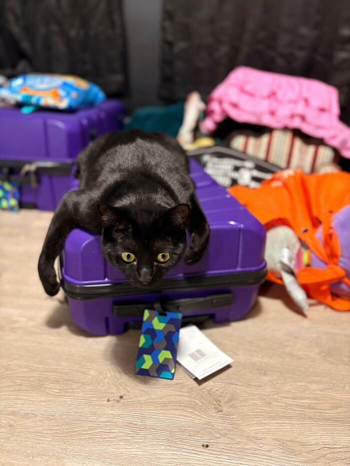 Black cat sprawled on a purple suitcase, showcasing playful and silly cat behavior in a cozy indoor setting.