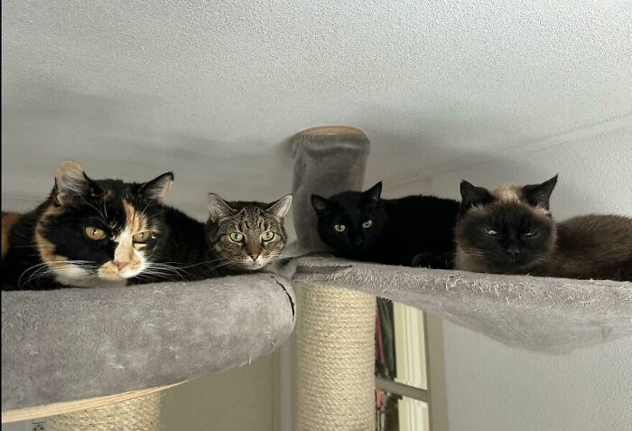 Four cats resting together on a gray cat tree, showing a mix of colors and calm expressions indoors.