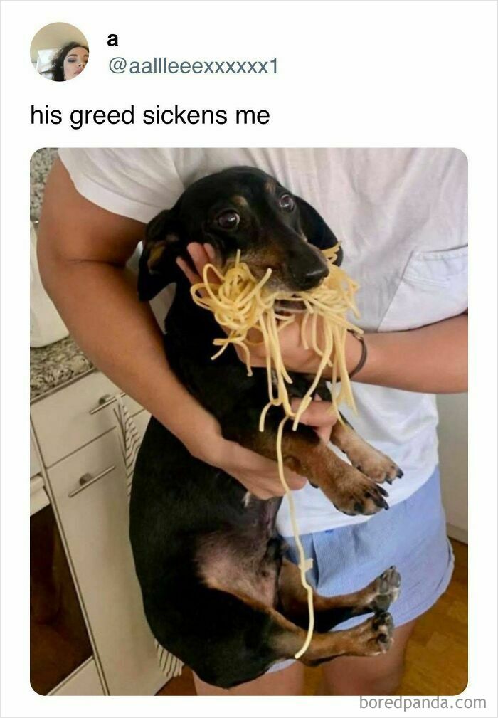 Small black dog being held with spaghetti in its mouth, a funny food meme showing playful greed and humor.