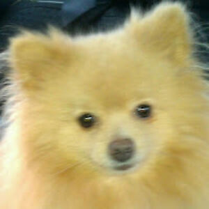 elainechestnutt avatar