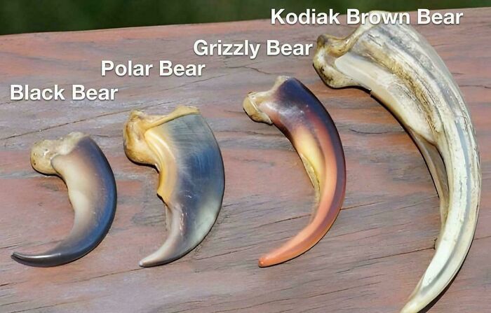 Comparison of black, polar, grizzly, and Kodiak brown bear claws showing size differences in interesting new pics.