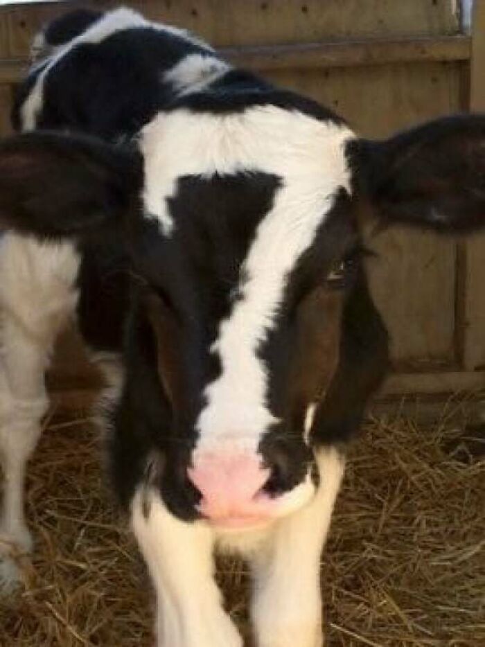 Close-up of a calf with a unique black and white pattern, one of the interesting new pics shared on the internet.