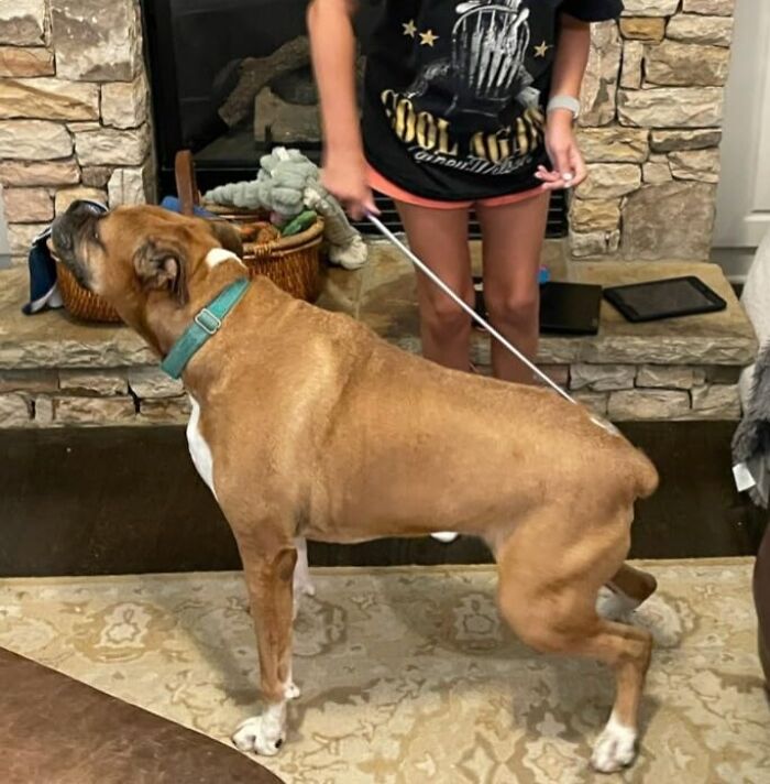 Person with a leash holding a brown dog indoors by a stone fireplace, illustrating best sellers proving delusional trends 2025.