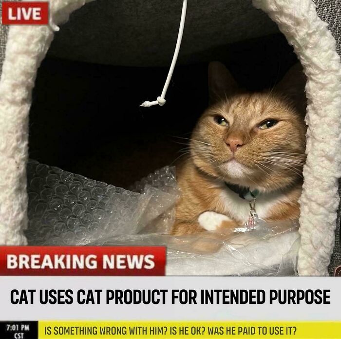 Orange cat resting inside a cat product with bubble wrap, featured in a humorous cat memes post about cats using products.