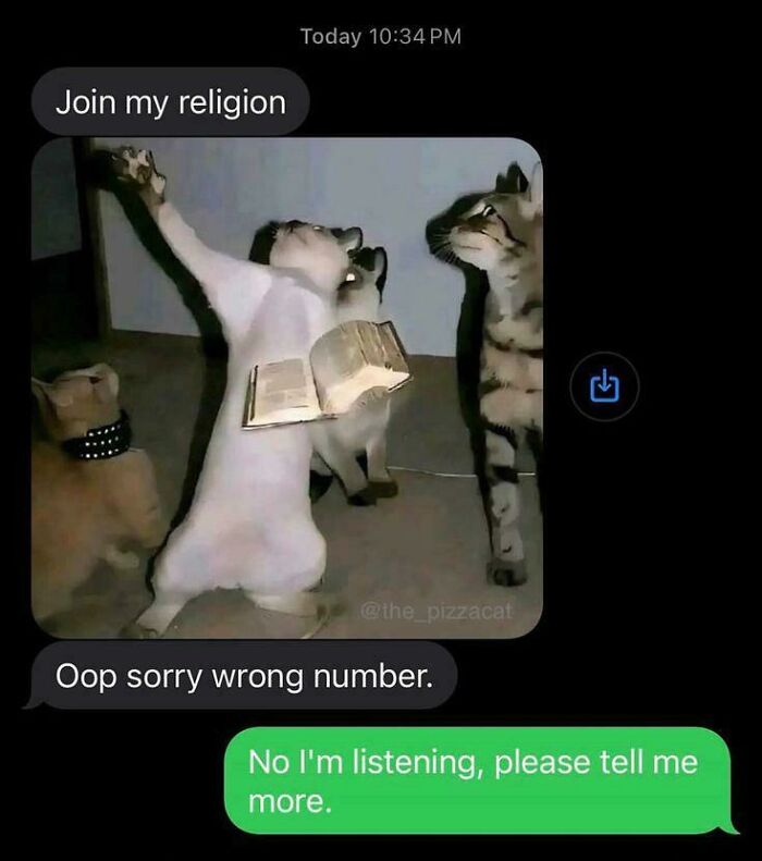 Three cats with one standing on hind legs holding a book with text messages, featuring funny cat memes humor.