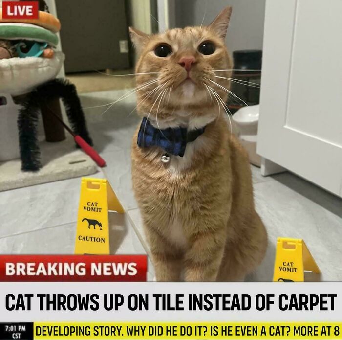 Orange cat wearing a blue bowtie with cat vomit caution signs on tile floor in a funny cat memes style image.