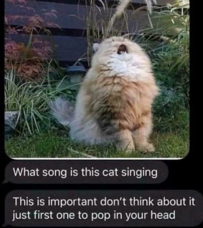 Fluffy cat with open mouth outdoors in garden, part of funny cat memes collection for laughter and joy.