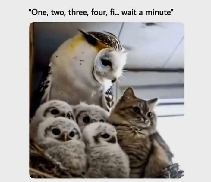 A cat sitting among baby owls with a humorous caption, perfect for cat memes and funny pet posts.