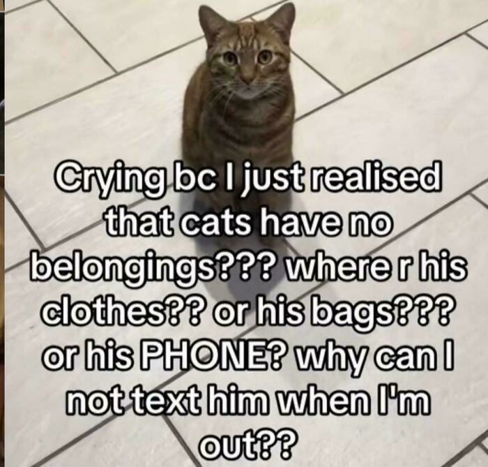 Tabby cat sitting on a tiled floor with a humorous meme about cats having no belongings or phone.